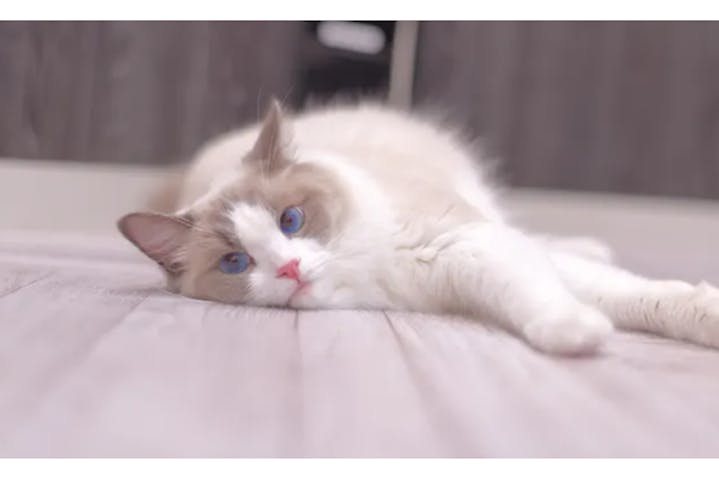 猫カフェモカ　イオンモール水戸内原店