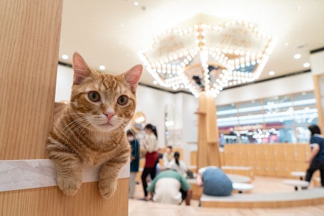 超特割！【平日・21％割引】猫カフェモカ　イオンモール水戸内原　入場券（ドリンクバー・猫のおやつ）