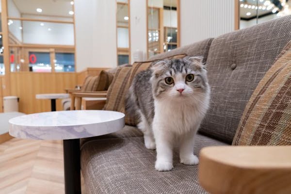 超特割！【平日・20％割引】猫カフェモカ イオンモール水戸内原 入場