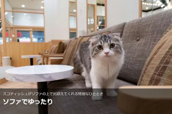 超特割！【平日限定・20％割引】猫カフェモカ イオンモール水戸内原店