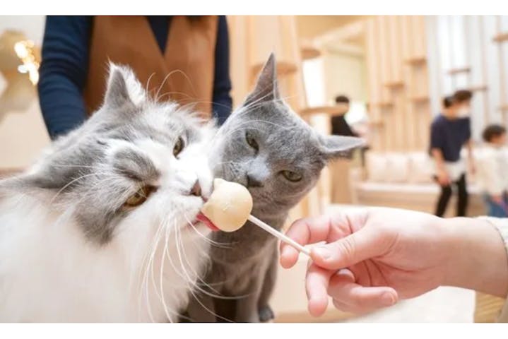 猫カフェモカ　イオンモール甲府昭和店