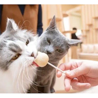 猫カフェモカ イオンモール甲府昭和店|割引チケット・クーポンなら 猫カフェモカ イオンモール甲府昭和店|割引チケット・クーポンなら