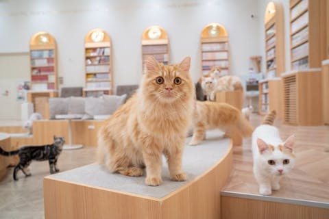 超特割！【平日・21％割引】猫カフェモカ　イオンモール甲府昭和　入場券（ドリンクバー・猫のおやつ）