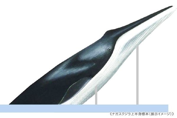 特別展「海 ―生命のみなもと―」（国立科学博物館） 日時指定券