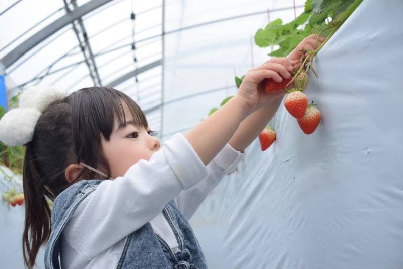 エミナース農園　いちご狩り体験チケット