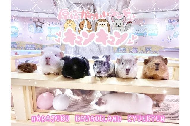 超特割！【最大16％割引】 動物とふれあえるお店キュンキュン