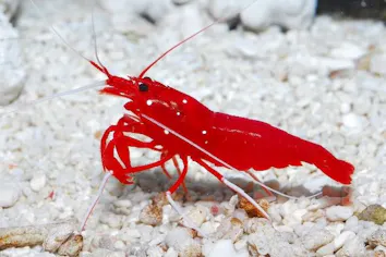 すさみ町立エビとカニの水族館 入場Webチケット｜アソビュー！