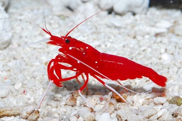 すさみ町立エビとカニの水族館 入場Webチケット｜アソビュー！