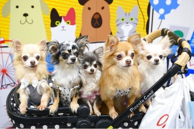 【前売券】Pet博2023 大阪会場 Pet Exposition 2023 ＠インテックス