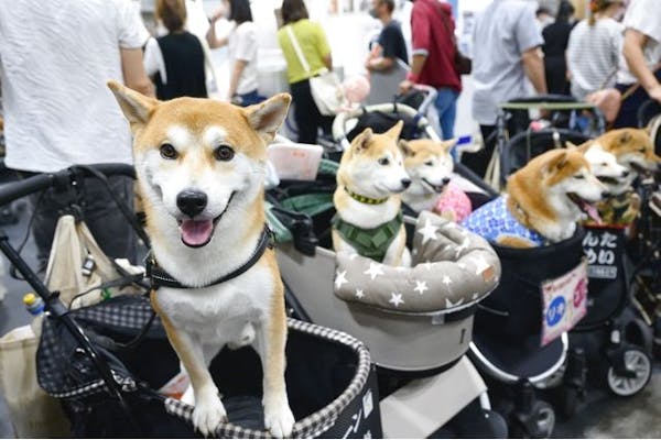 前売券】Pet博2023 大阪会場 Pet Exposition 2023 ＠インテックス大阪