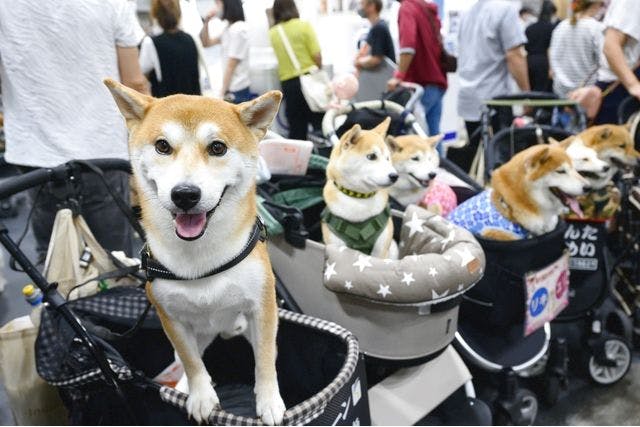 ペット 安い 博 大阪 前売り 券