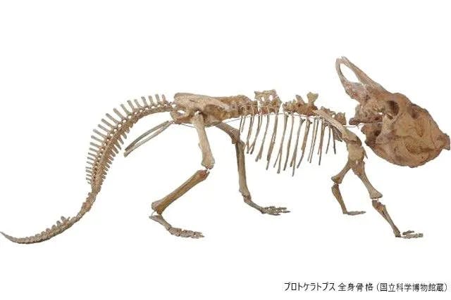 名古屋市科学館 化石ハンター展 招待券 ４枚セット 定番のお歳暮 - 美術館