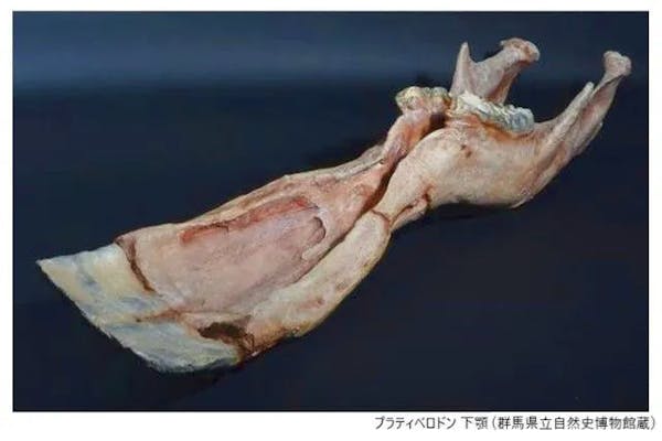 当日券】特別展「化石ハンター展 ゴビ砂漠の恐竜とヒマラヤの超大型獣