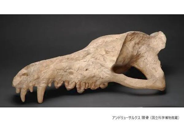 当日券】特別展「化石ハンター展 ゴビ砂漠の恐竜とヒマラヤの超大型獣