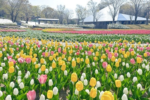 3/20～4/26】ぎふワールド・ローズガーデン 入園券 春のフラワー