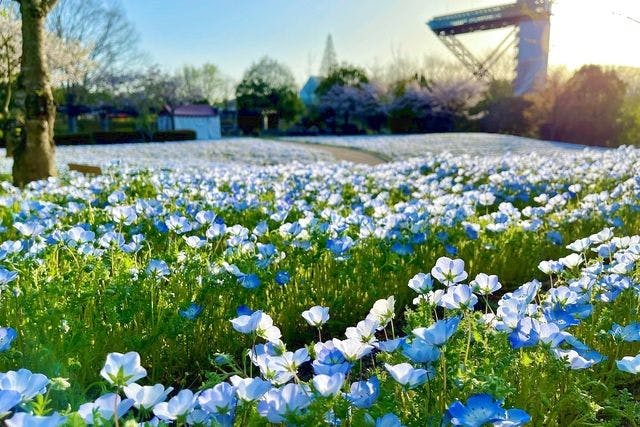 3/20～4/26】ぎふワールド・ローズガーデン 入園券 春のフラワー