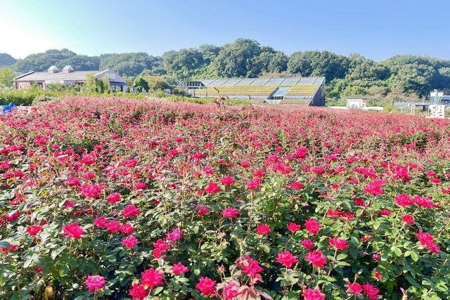 ガーデンローズフローラ スリーブ65枚 遊戯王 ガーデンローズフローラ