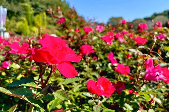 ぎふワールド・ローズガーデン 入園券 - ぎふワールド・ローズガーデン