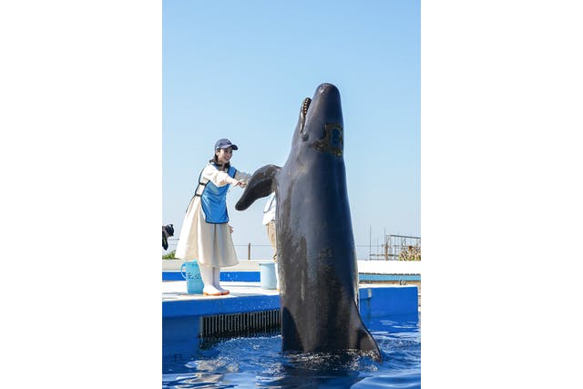 U21 バーチャルビジョン 3D 水槽 イルカ ウミガメ 水族館 U21 バーチャルビジョン 3D 水槽 くっつか イルカ ウミガメ