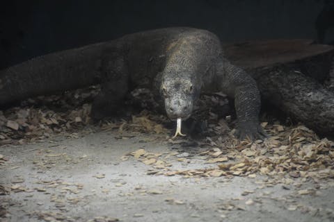 東海 おすすめ動物園一覧 | 割引クーポン情報【アソビュー！】