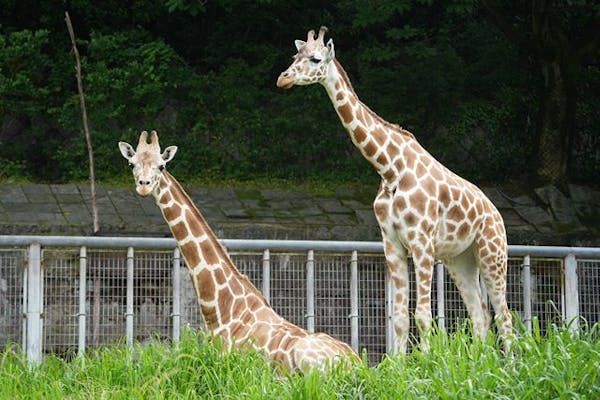 東山動物園 1月分】東山動植物園観覧券（電子チケット）｜アソビュー！