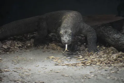 【8月分】東山動植物園観覧券（電子チケット）