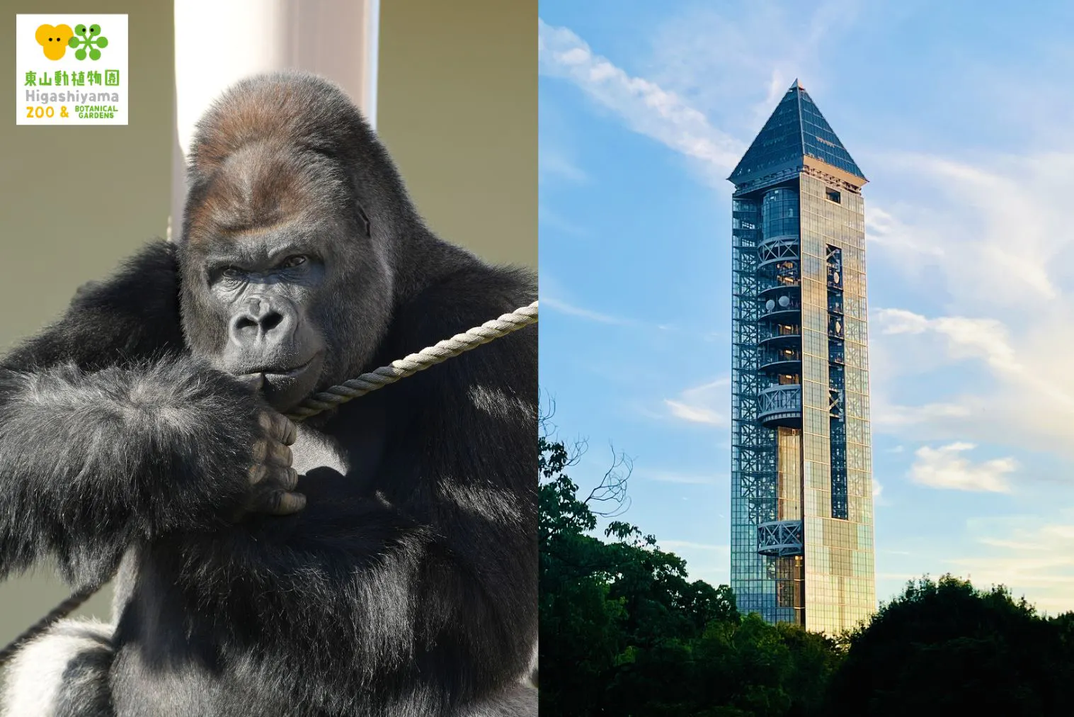 【9月分】東山動植物園・スカイタワー共通券（電子チケット）