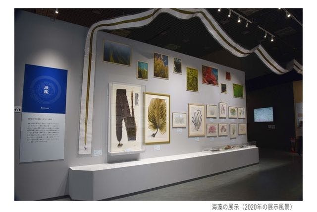 平日限定ペア券】特別展「和食 ～日本の自然、人々の知恵～」 10/28～2