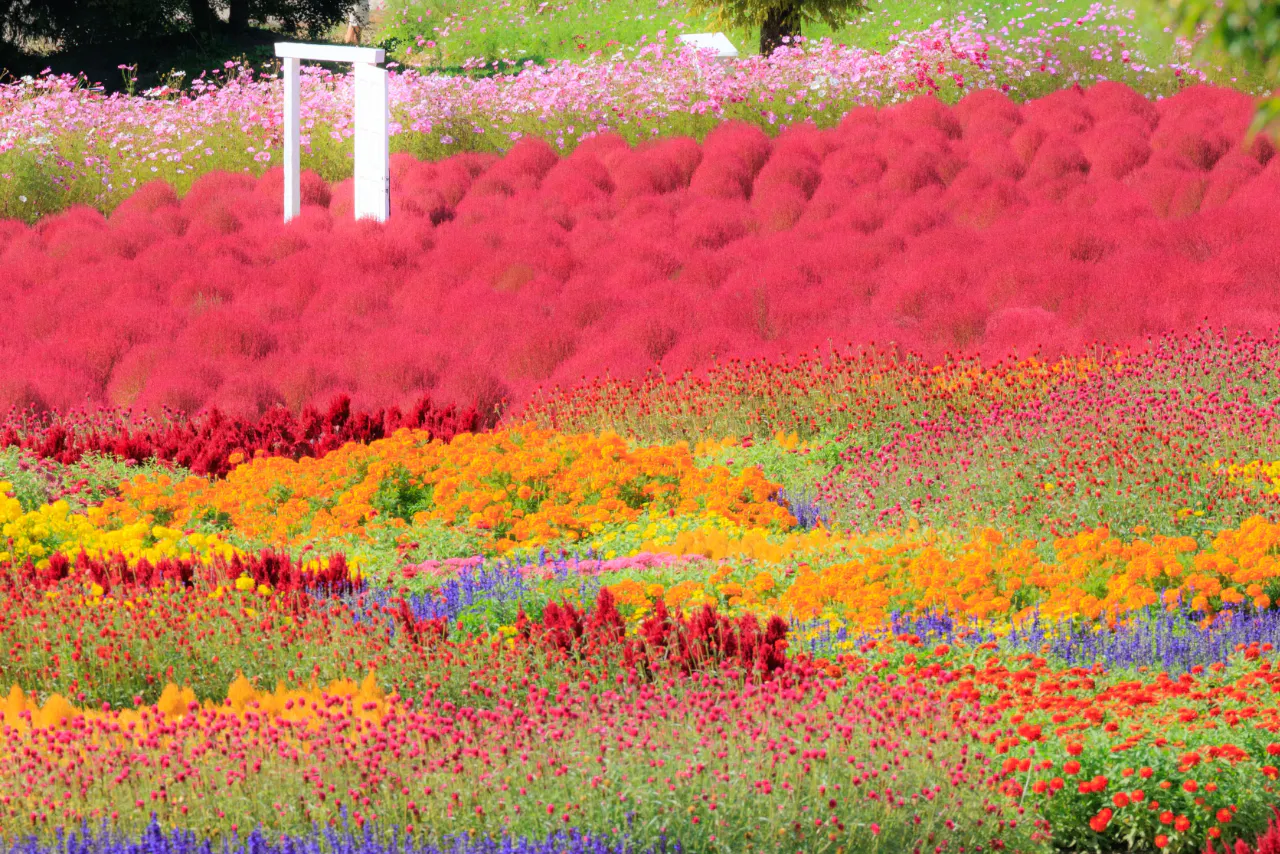 Flower village花夢の里「コキアとコスモスの丘」