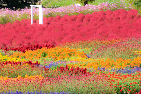 Flower village花夢の里「コキアとコスモスの丘」