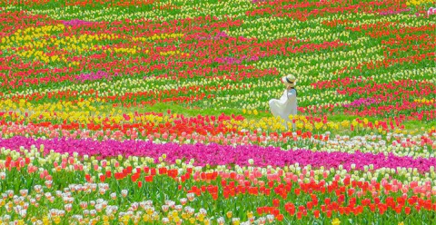【お得な3施設セット】秋の世羅高原 ぐるっと花めぐりフリーパス　2026年
