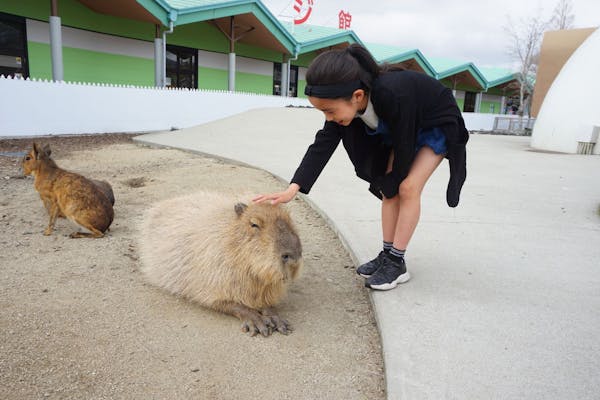 超特割！【最大19％割引】阿蘇ファームランド 元気の森・ふれあい動物