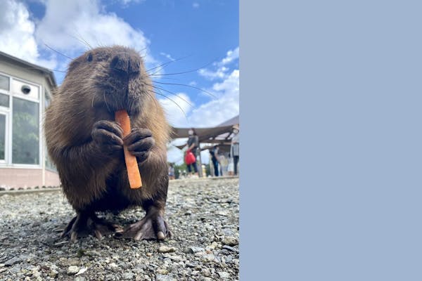 超特割！【最大19％割引】阿蘇ファームランド 元気の森・ふれあい動物