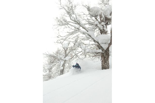 安比高原スキー場シーズンパス2024-25★コーヒー無料券など飲食チケットつき チケット - APPI Snow Mountain Resort 安比高原スキー場 公式サイト