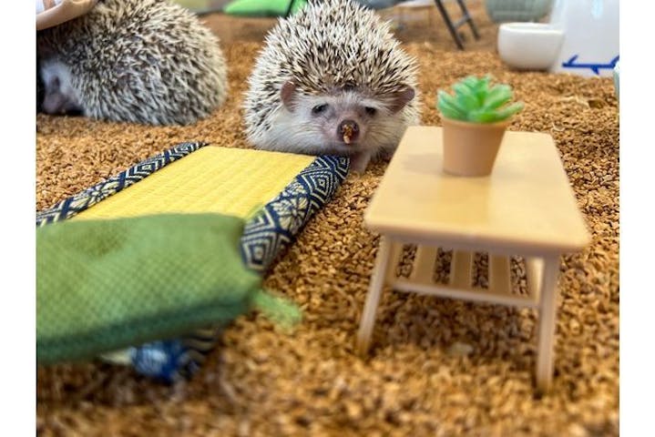 カワウソカフェ®️HARRY浅草店