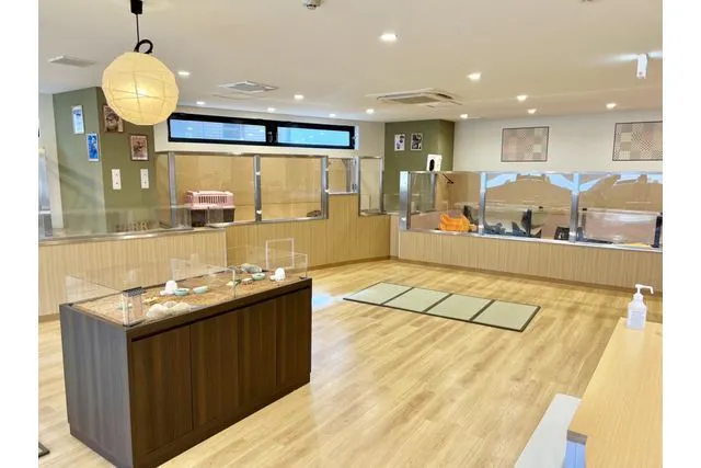 カワウソカフェHARRY浅草店のコツメカワウソ