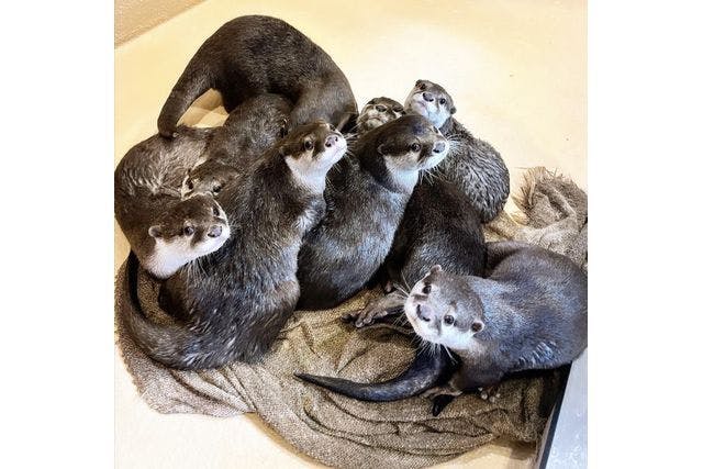 【最大15%割引】浅草でカワウソカフェ30分（飲物付）など子供プランも有／予約不可★