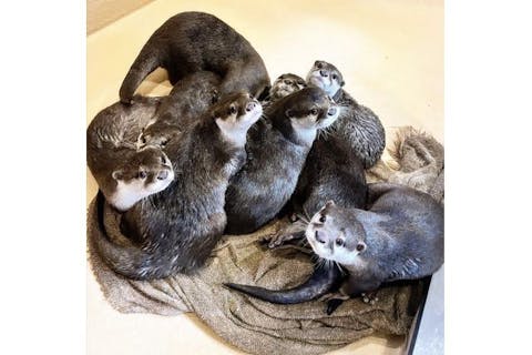 【最大15%割引】浅草でカワウソカフェ30分（飲物付）など子供プランも有／予約不可★