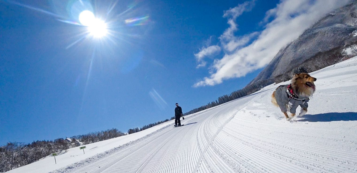 超特割！【土日祝・年末年始】愛犬と一緒に遊べる「黒姫高原スノーパーク」オールエリア1dayチケット
