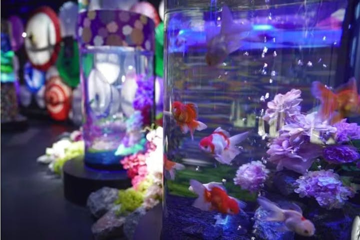 UWS AQUARIUM GA☆KYO