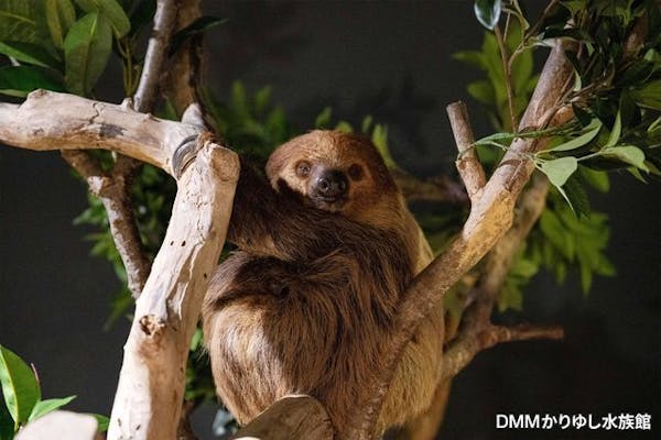 チケット要引換※超特割！【最大13％割引】DMMかりゆし水族館入館