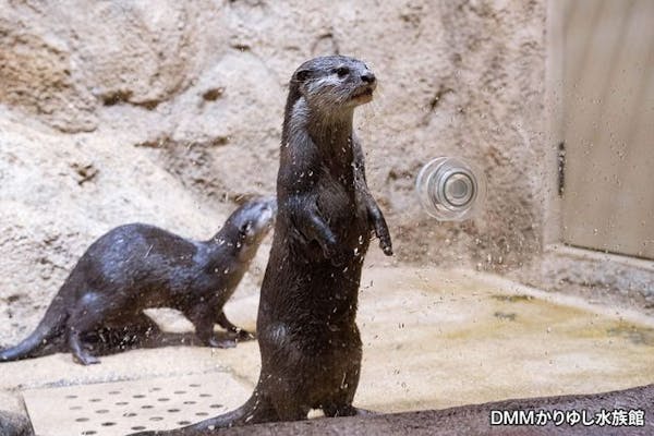 チケット要引換※超特割！【最大13％割引】DMMかりゆし水族館入館