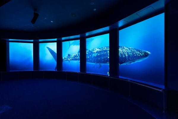 チケット要引換※超特割！【最大13％割引】DMMかりゆし水族館入館