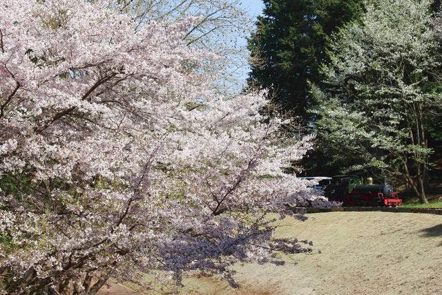 修善寺虹の郷　入園券