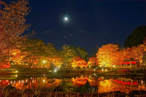 修善寺虹の郷　「もみじライトアップ」＋「イルミtheナイト」のセット券（夜間）