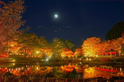 イルミネーションセット ① 日本初！体験型イルミネーション～「伊豆高原グランイルミ～8th