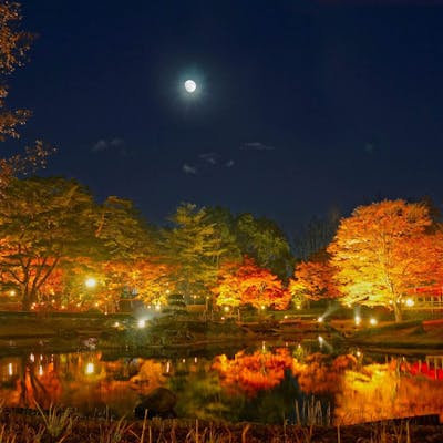 修善寺虹の郷 「もみじライトアップ」+「イルミtheナイト」のセット券 修善寺虹の郷 「もみじライトアップ」+「イルミtheナイト」のセット券