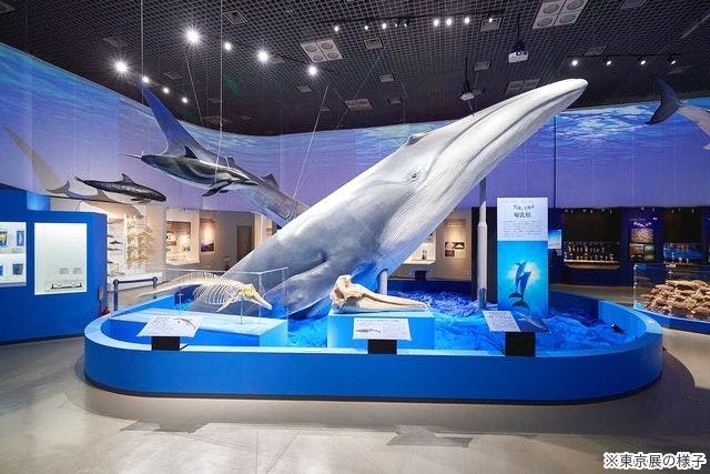 名古屋市科学館 海 １枚 - 水族館