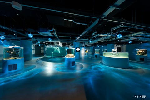 劇場型アクアリウム（神戸）「 アトア átoa 」入場チケット　※8/29～11/3