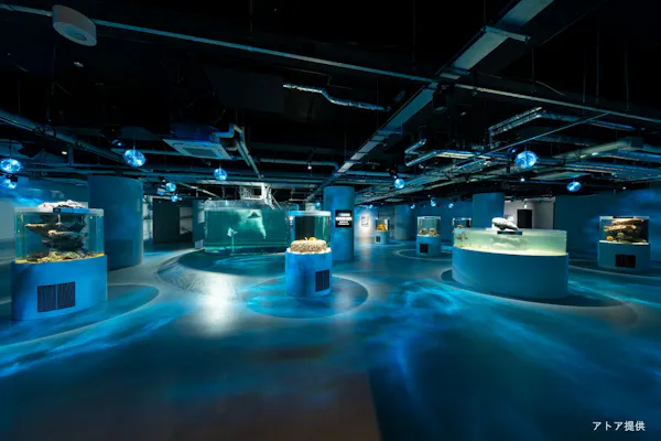 劇場型アクアリウム（神戸）「 アトア átoa 」入場チケット ※2025/11/4